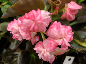 B. ‘Lady Frances’